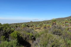 Kilimanjaro