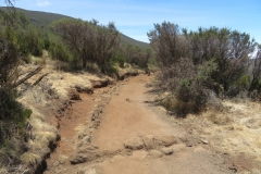 Kilimanjaro