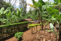 Marangu Umgebung