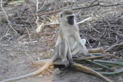 Tarangire