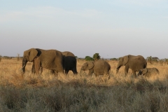 Tarangire